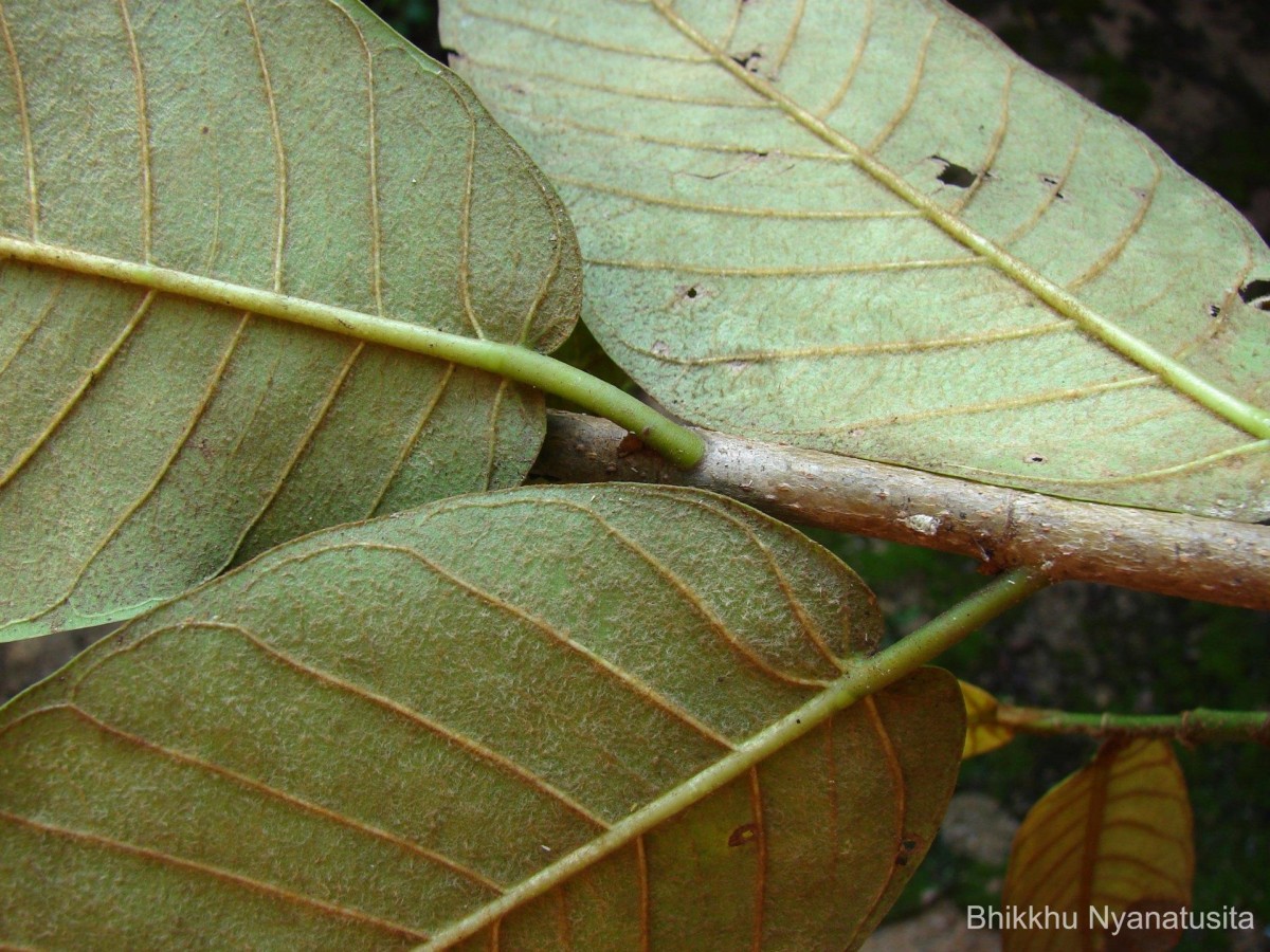 Ficus drupacea Thunb.